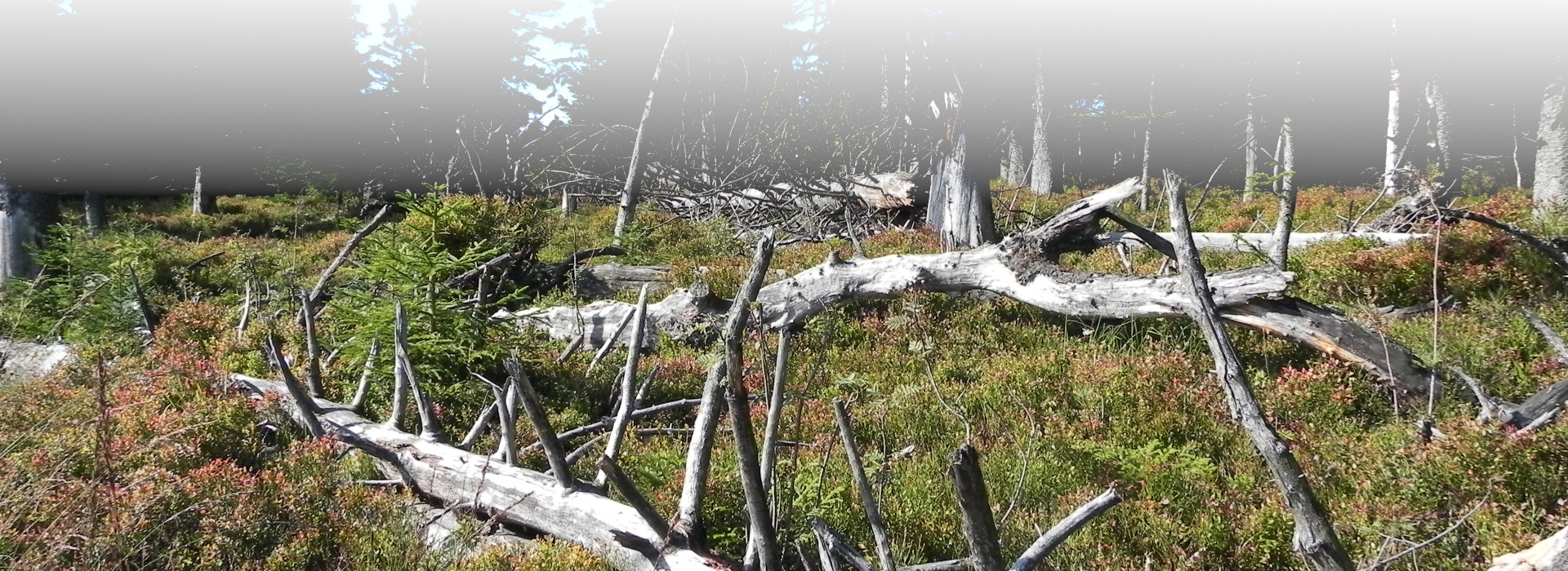 Hoher Ochsenkopf © Förschler (Nationalpark)