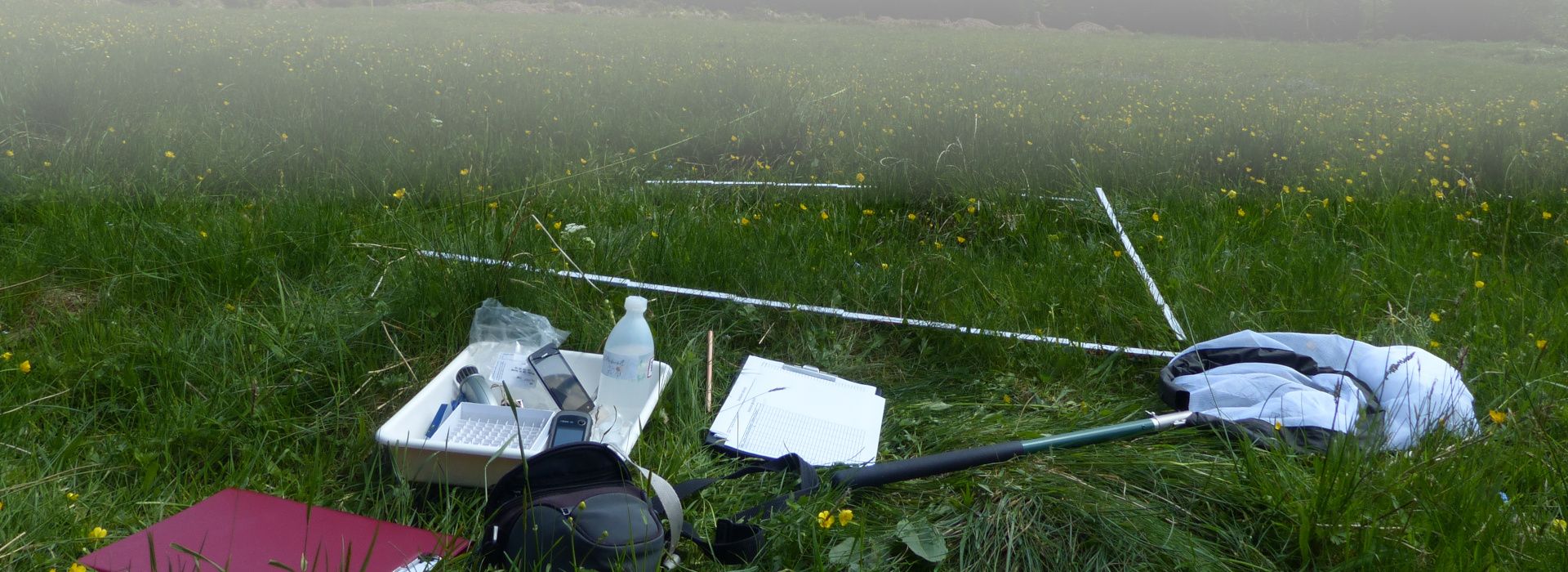 Aufbau zur Beobachtung von Blütenbesuchern. Diese wurden auf 5 Aufnahmeflächen pro Wiese für jeweils 10 Minuten beobachtet. Dabei wurde notiert welches Insekten welche Blüte besucht, um die Auswirkung des Mulchens auf die Blütenbesucher zu untersuchen.