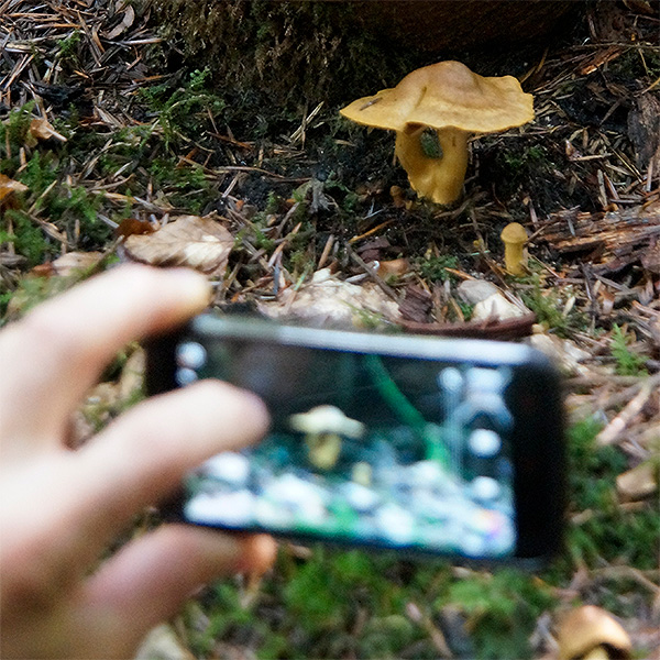 Mann fotografiert Pilz mit Smartphone