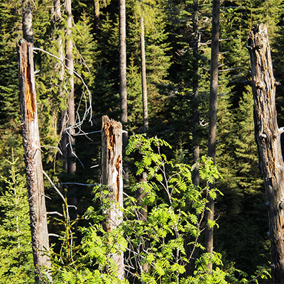 Wald mit Totholzanteil, auffallend sind die abgebrochenen, noch stehenden Stämme.