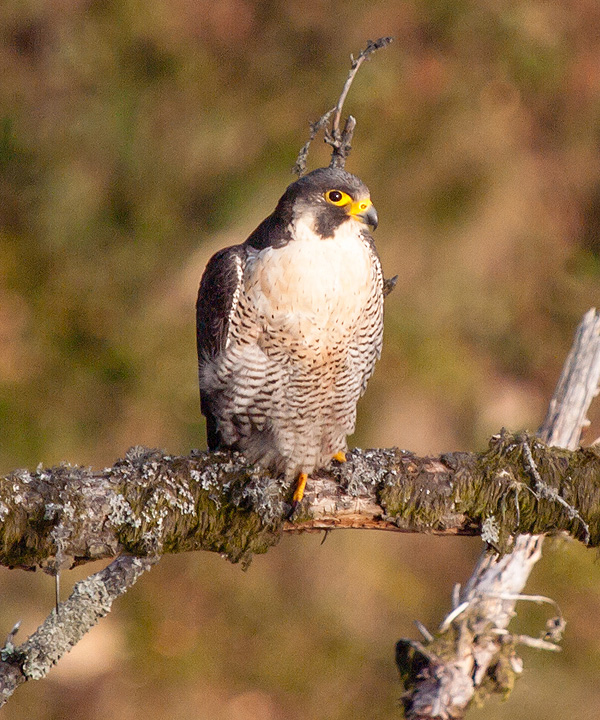 Ein Wanderfalke sitzt auf einem Ast. Auffällig sind die grauen Flügel und die bis auf einige Streifen graue Brust. Der gelbe Schnabel und die gelben Klauen heben sich deutlich ab.