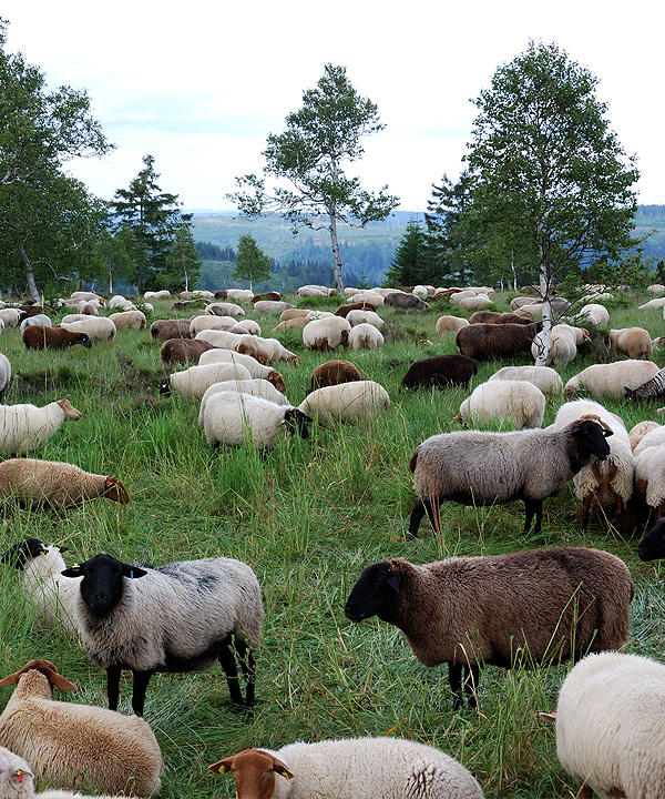 Eine Schafherde auf den Grinden, den halboffenen Hochweiden des Schwarzwalds.