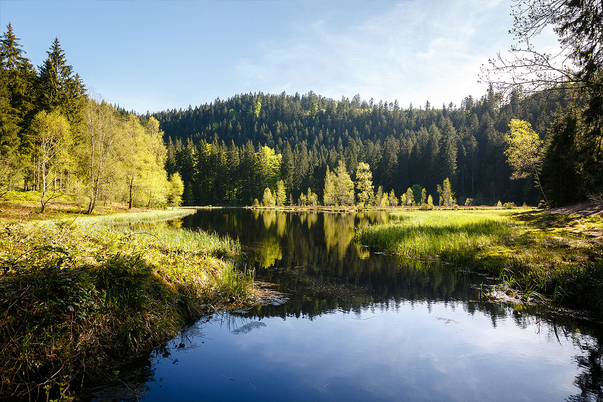 Abgebildet ist der Buhlbachsee. An den Bildrändern ist der Uferbereich zu sehen. Den Hintergrund bildet ein mit Nadelbäumen bewachsener Berg. Am Fuß des Berges liegt der Buhlbachsee. In der Mitte des Sees stehen einige Birken, welche auf schwimmenden Inseln wachsen.