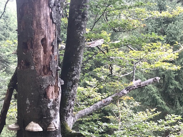 Foto mit mehreren Baumhöhlen © Ulrike Schweiger (Nationalpark Schwarzwald)