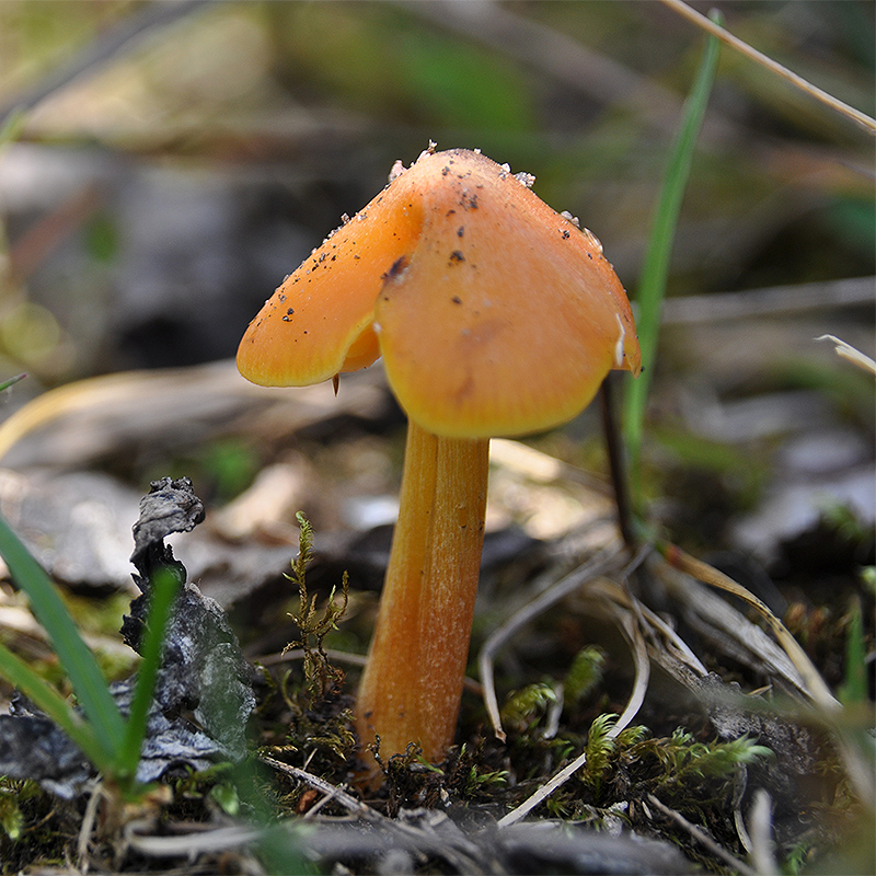 Auf dem Waldboden wächst ein kleiner, hellbarauner Pilz mit spitzem Hut. Er heißt Schwärzender Saftling