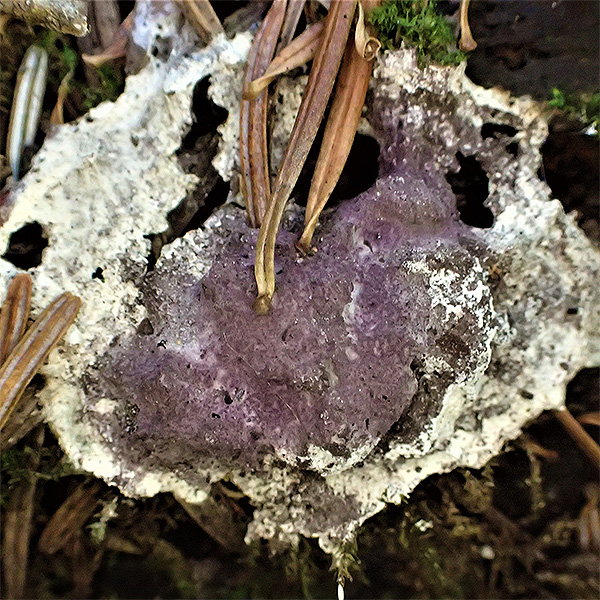 Violetter Myxomycetenpustelpilz