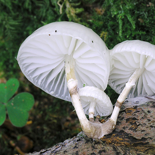 Buchen-Schleimrübling © Dr. Matthias Theiss Buchen-Schleimrübling