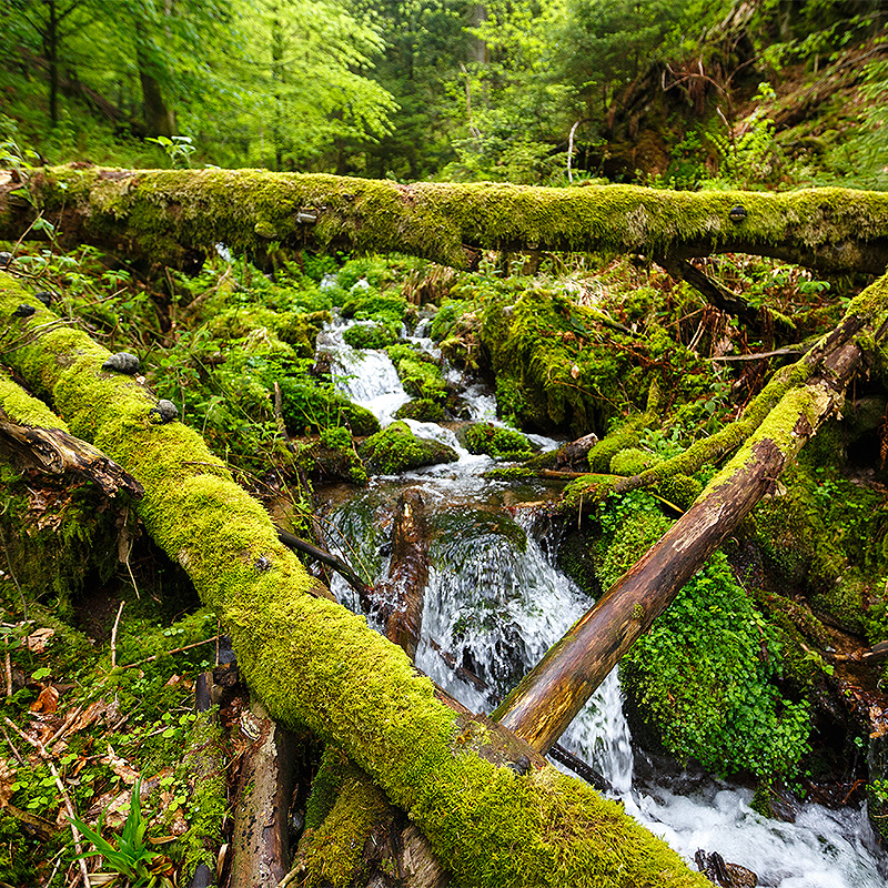 Wilder Wald