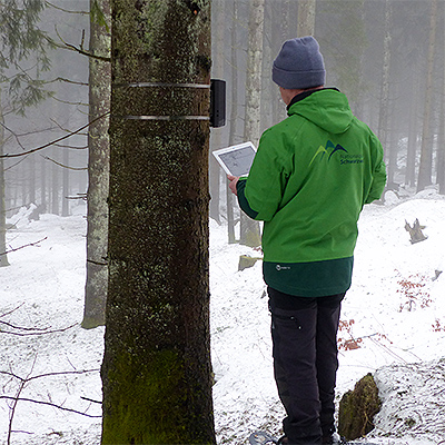 Ein Nationalpark-Mitarbeiter steht neben einem Baum an dessen Stamm eine schwarze Box montiert ist. In der Hand hält er ein Tablet über das die Daten der schwarzen Box ausgelesen werden.