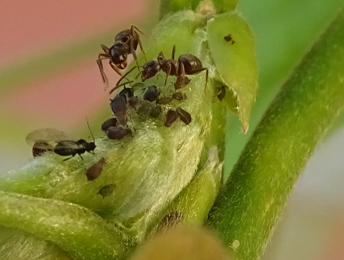 Foto von sich um Blattläuse kümmernde Ameisen © Ulrike Schweiger (Nationalpark Schwarzwald)