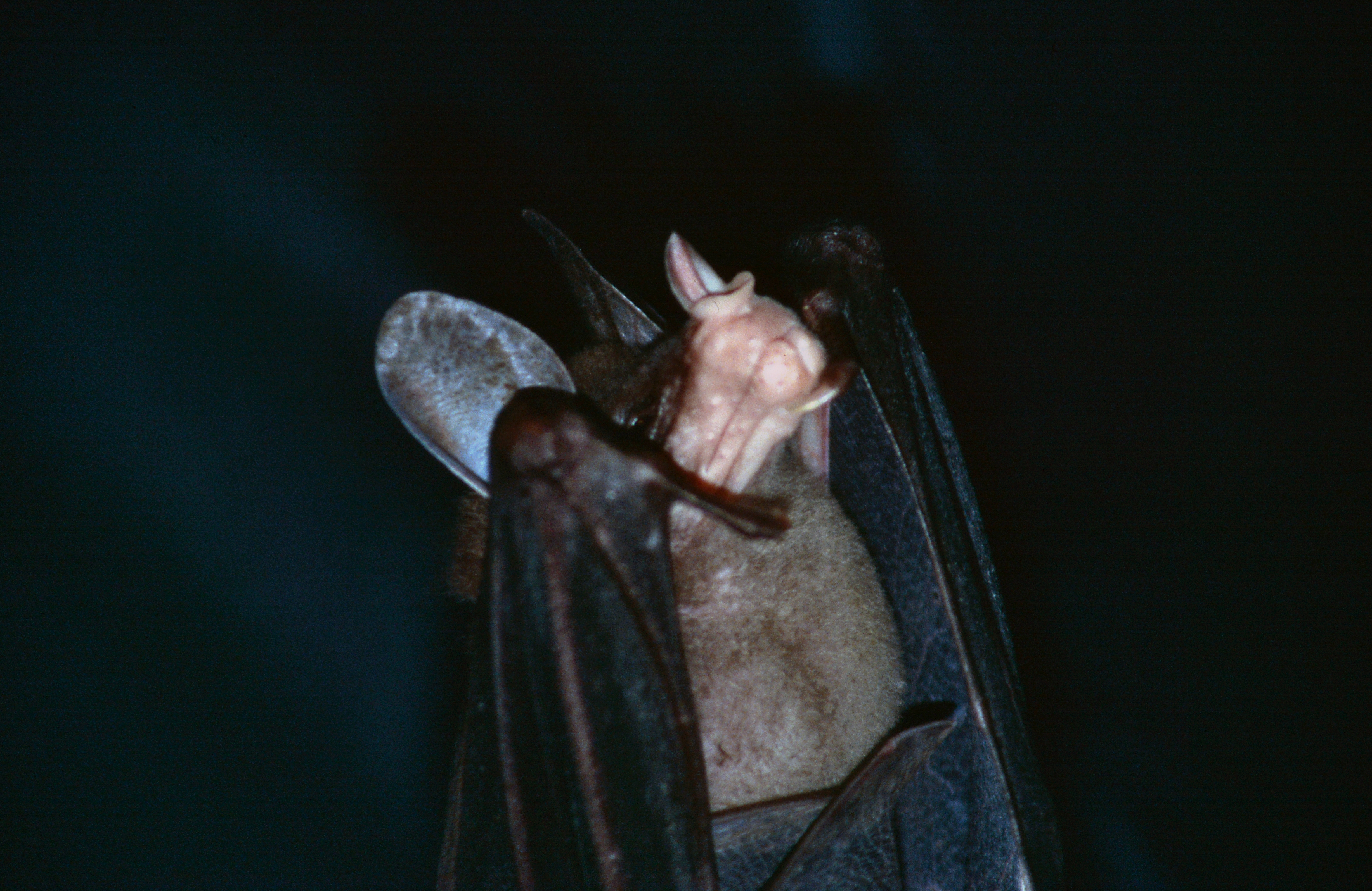 Foto einer tropischen Fledermaus, die andere Fledermausarten jagt © Ulrike Schweiger (Nationalpark Schwarzwald)