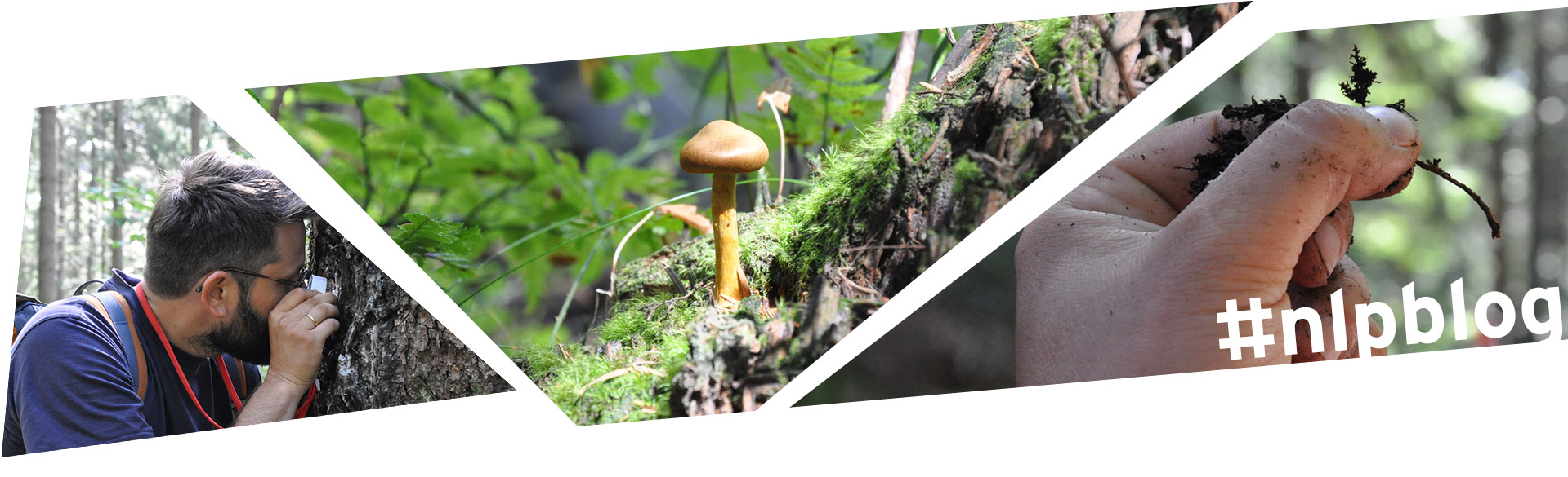 Collage aus Fotos zum Thema Pilze © Nina Blazon