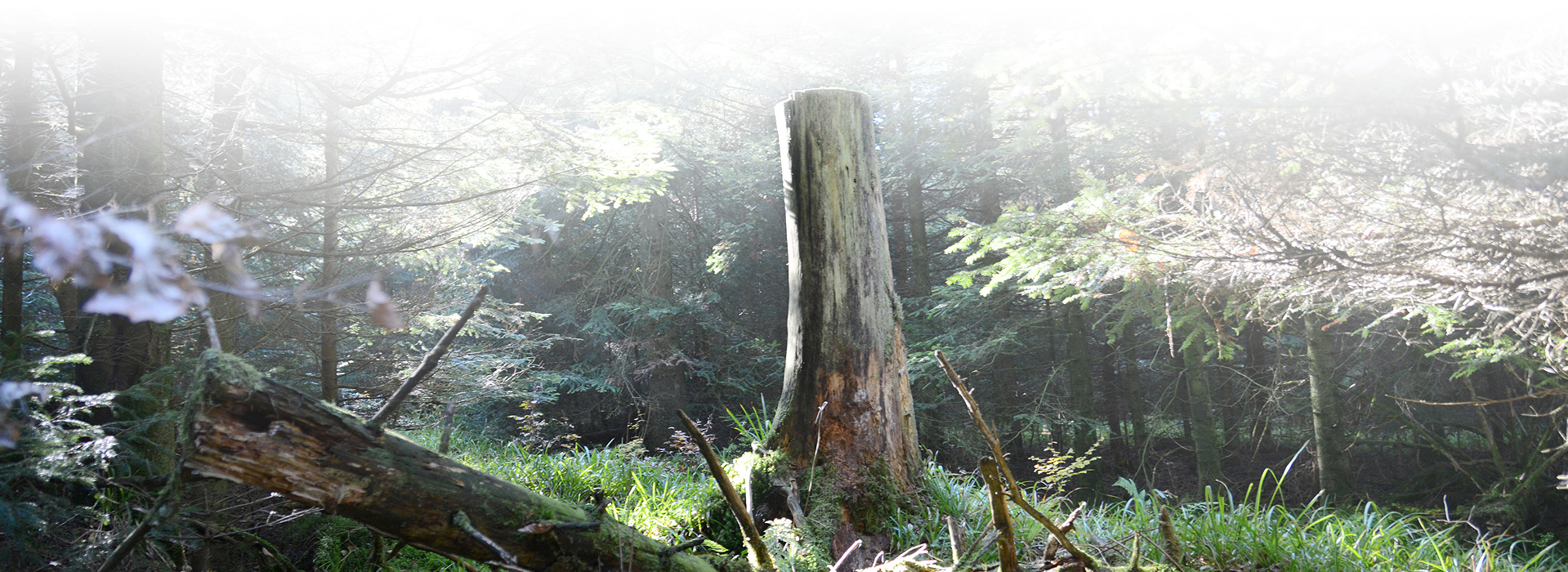 Ein in Brusthöhe gekappter Baumstumpf steht auf einer kleinen Lichtung. Im Hintergrund stehen Fichten, vor dem Baumstumpf liegt ein abgebrochener Baumstamm.