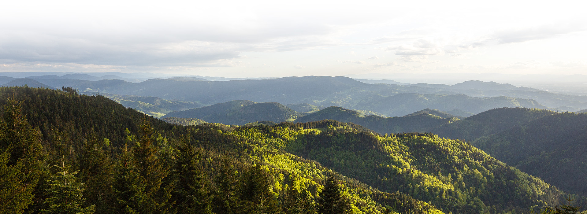 Ein Ausblick auf die bewaldeten Berge des Schwarzwalds. Die Mischung aus Nadelbäumen und Laubbäumen ist durch unterschiedliche Grüntöne gut zu erkennen.