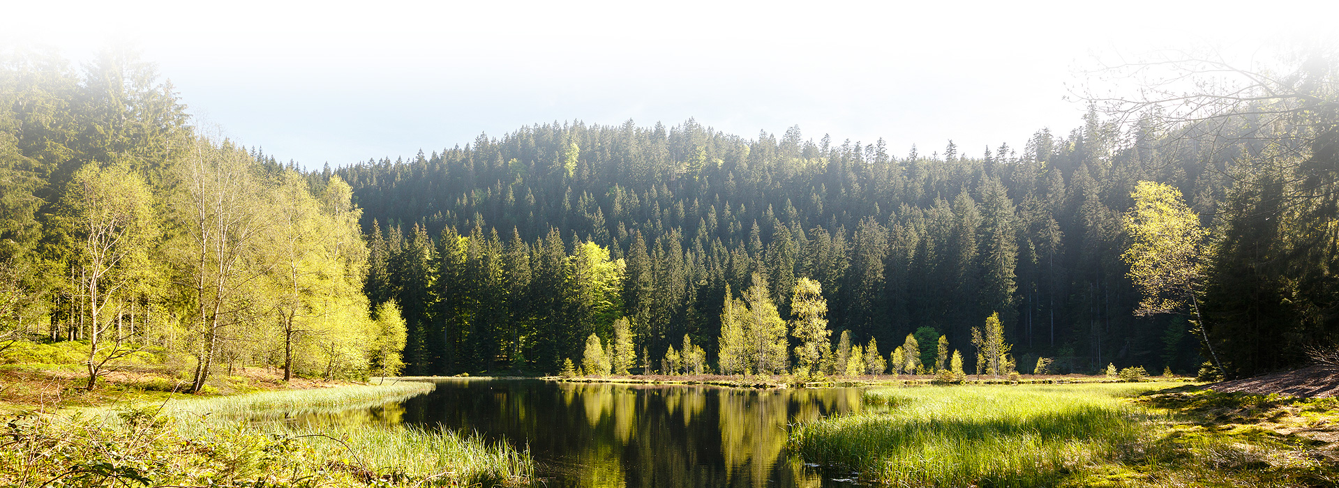 Abgebildet ist der Buhlbachsee. An den Bildrändern ist der Uferbereich zu sehen. Den Hintergrund bildet ein mit Nadelbäumen bewachsener Berg. Am Fuß des Berges liegt der Buhlbachsee. In der Mitte des Sees stehen einige Birken, welche auf schwimmenden Inseln wachsen.  