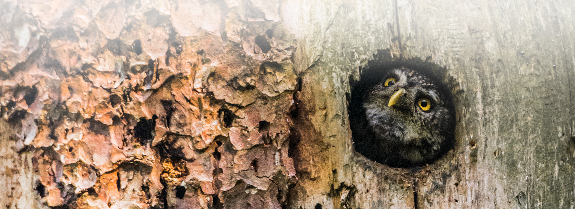 Aus einer Baumhöhle blickt ein Sperlingskauz herraus. Auffallend sind der  gelbe Schnabel und die leuchtend gelben Augen.