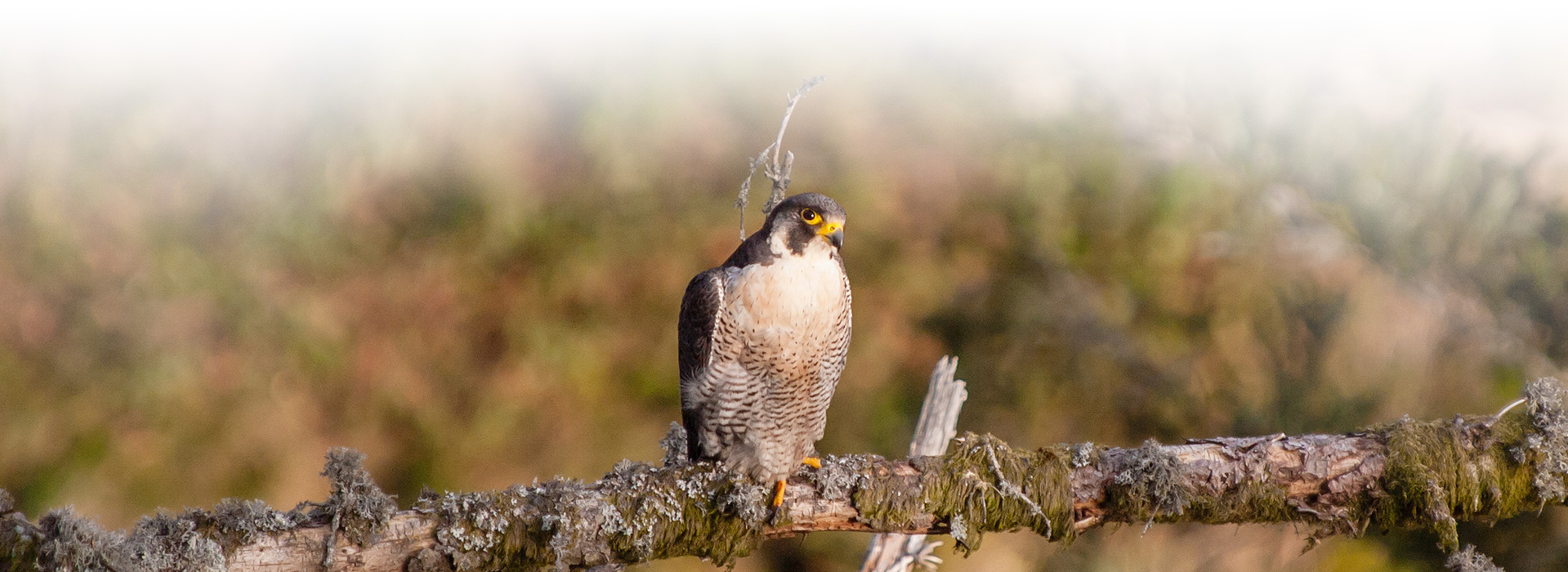 Ein Wanderfalke sitzt auf einem Ast. Auffällig sind die grauen Flügel und die bis auf einige Streifen graue Brust. Der gelbe Schnabel und die gelben Klauen heben sich deutlich ab.