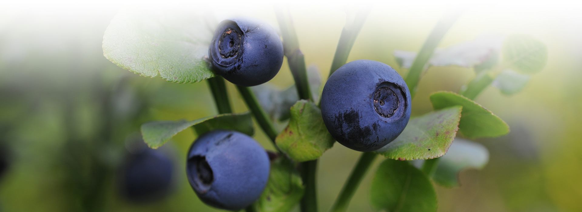 Nahaufnahme von drei Heidelbeeren am Strauch.