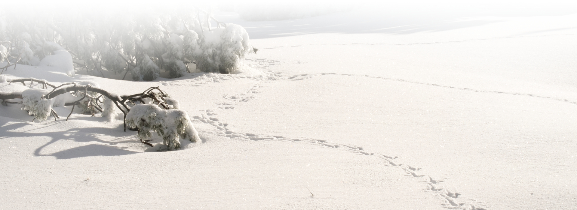 Spuren eines Auerhahns im Schnee © Arne Kolb (Nationalpark Schwarzwald)