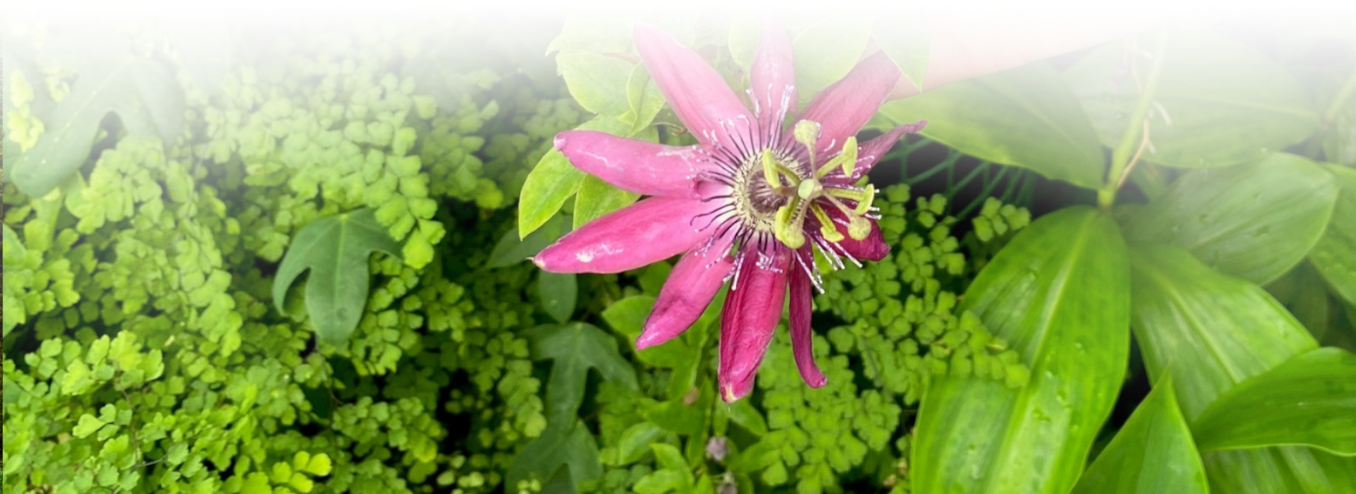 Blüte der Passionsblume © Ulrike Unser (Nationalpark Schwarzwald)