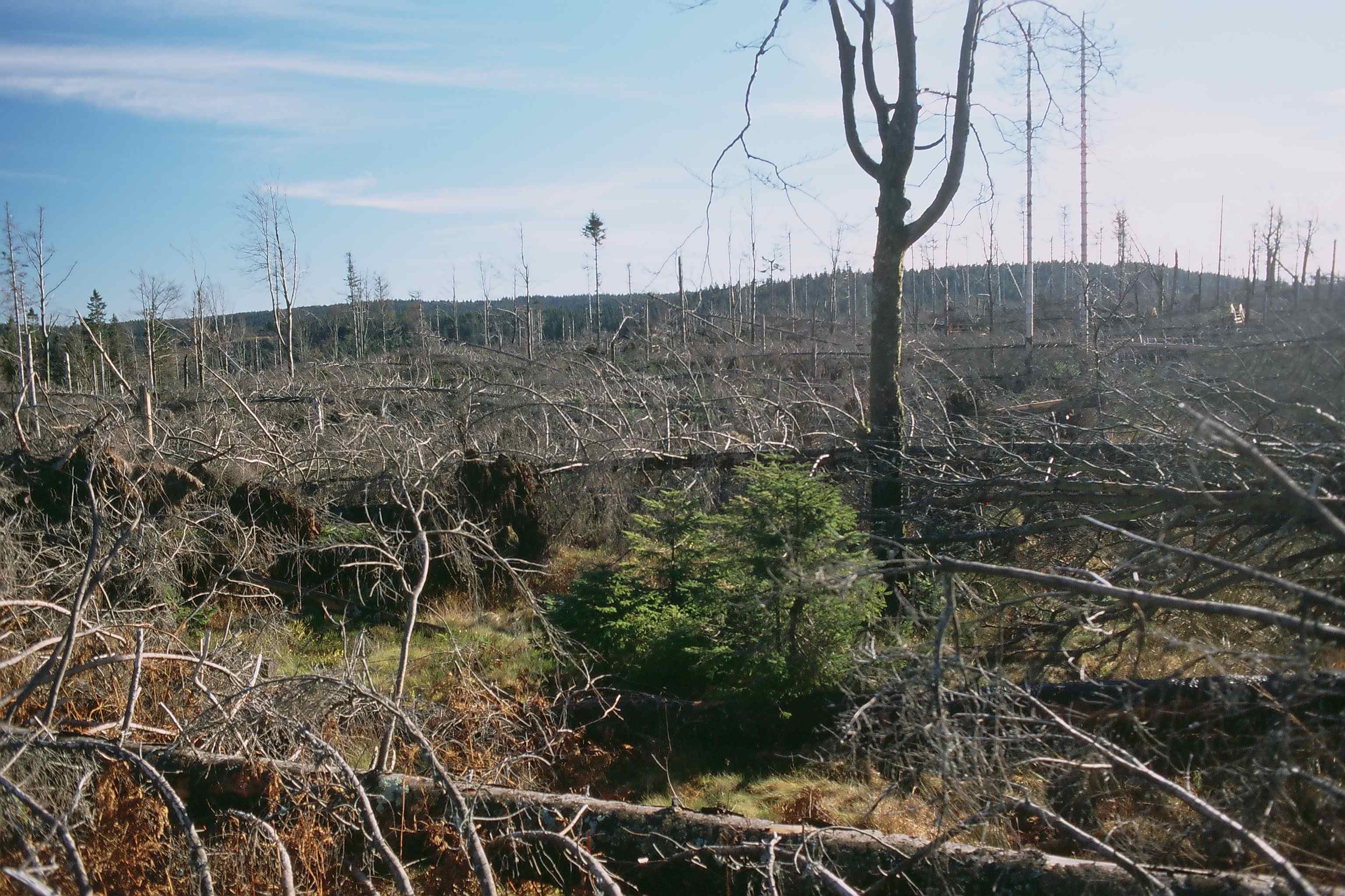 Umgeworfene Bäume © Charly Ebel (Nationalpark Schwarzwald)