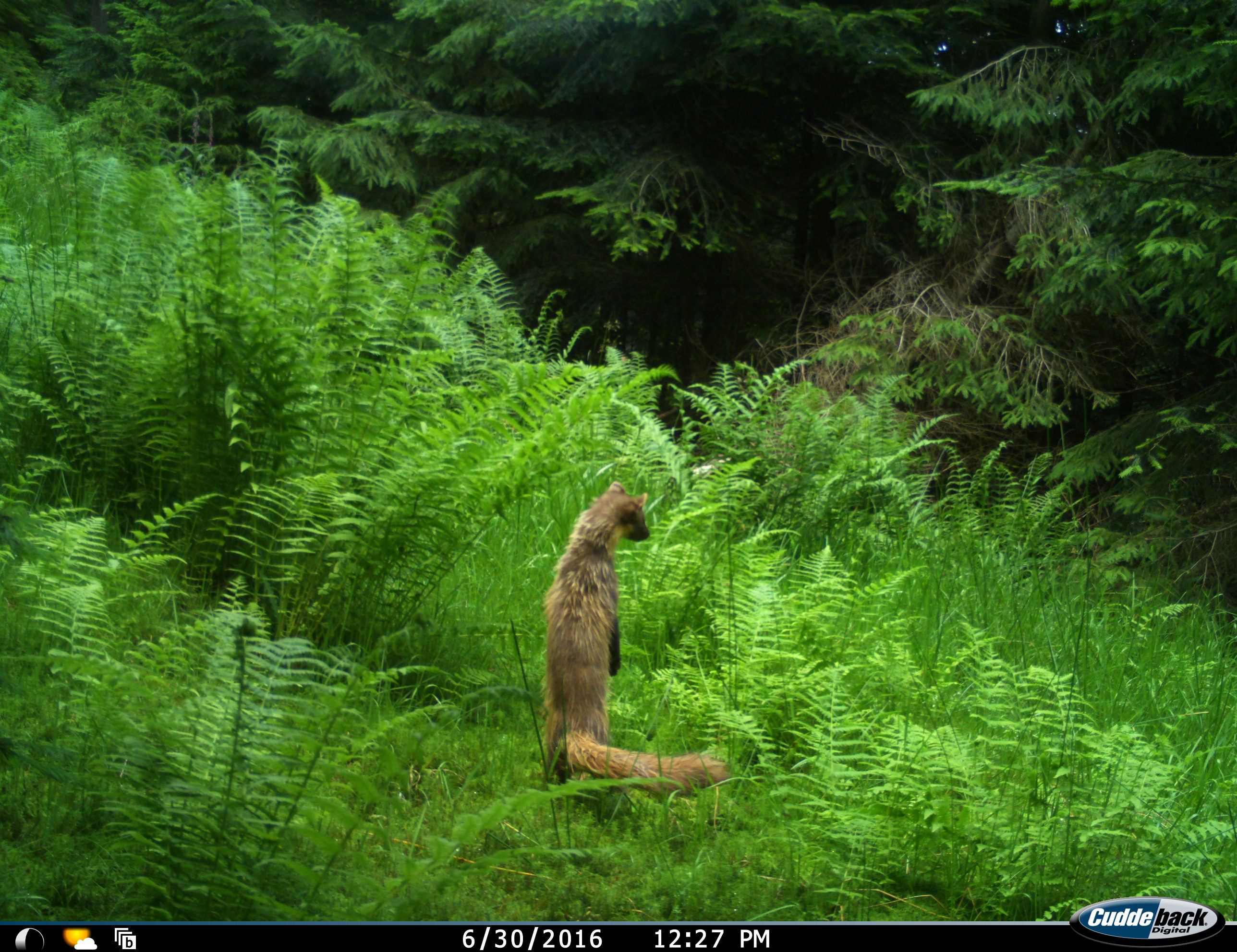 Baummarder macht Männchen - Foto: © Raffael Kratzer (Nationalpark Schwarzwald)