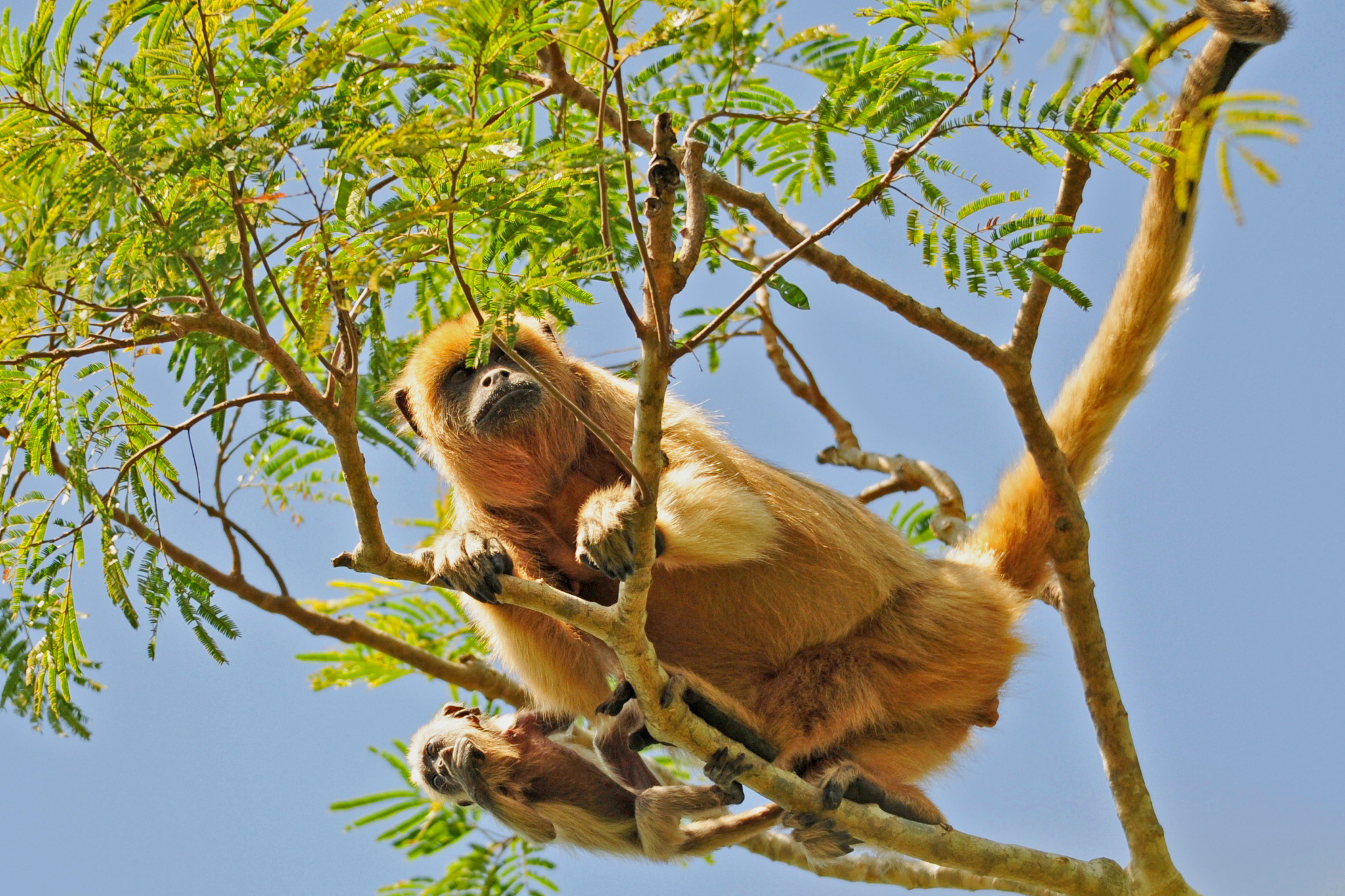 Brüllaffe mit Nachwuchs © Luis Scheuermann (Nationalpark Schwarzwald)