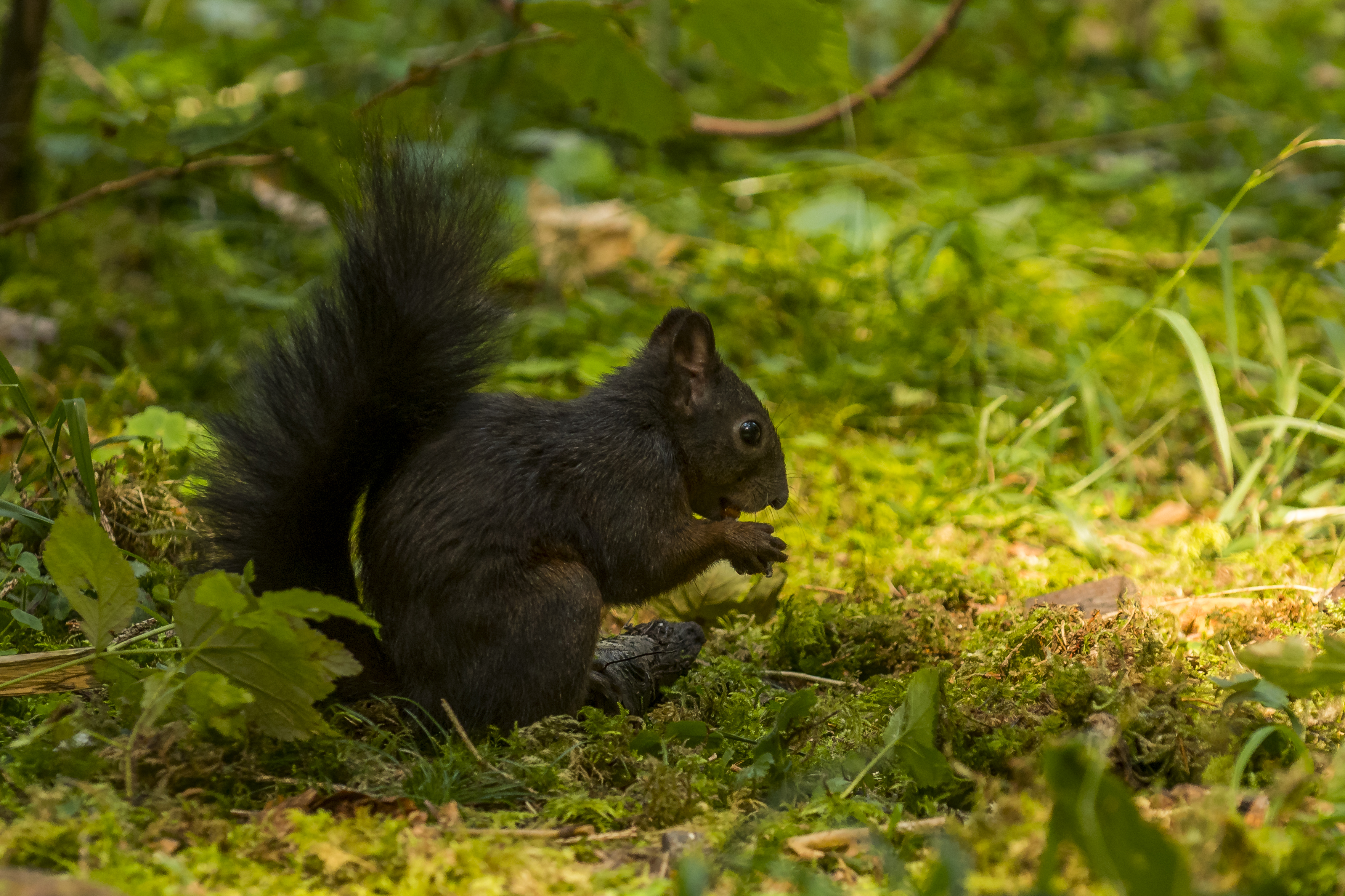 Eichhörnchen auf dem Waldboden © Luis Scheuermann (Nationalpark Schwarzwald)