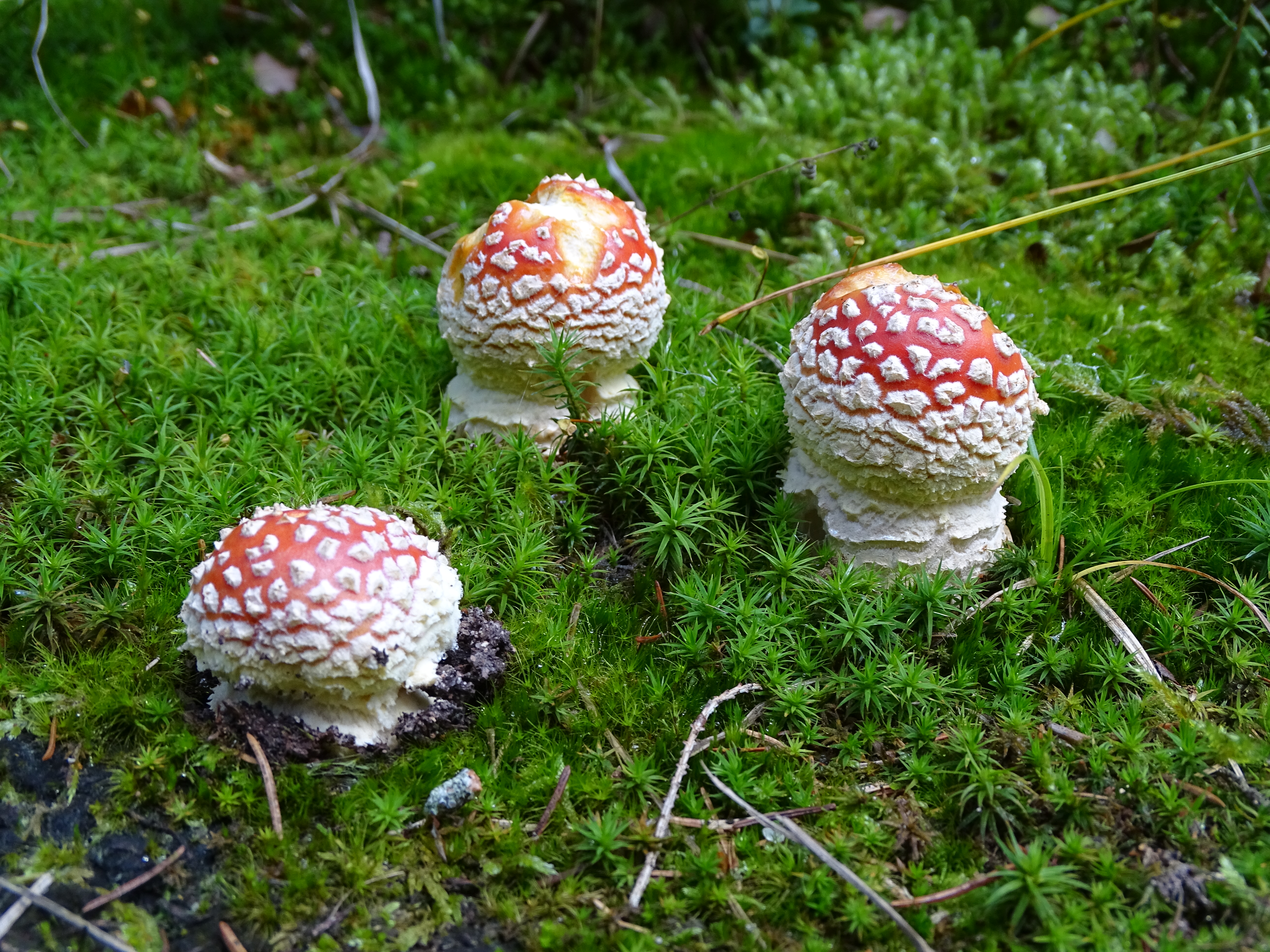 Fliegenpilze © Matthias Eberspächer (Nationalpark Schwarzwald)