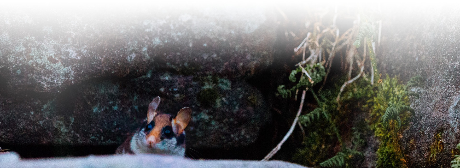 Gartenschläfer guckt aus Felsspalte © Benedikt Huck (Nationalpark Schwarzwald)
