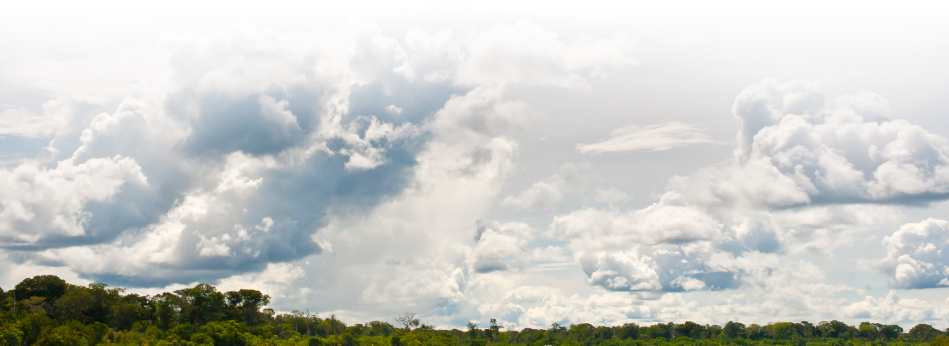 Frische Luft im tropischen Regenwald nach dem Regen © Luis Scheuermann (Nationalpark Schwarzwald)
