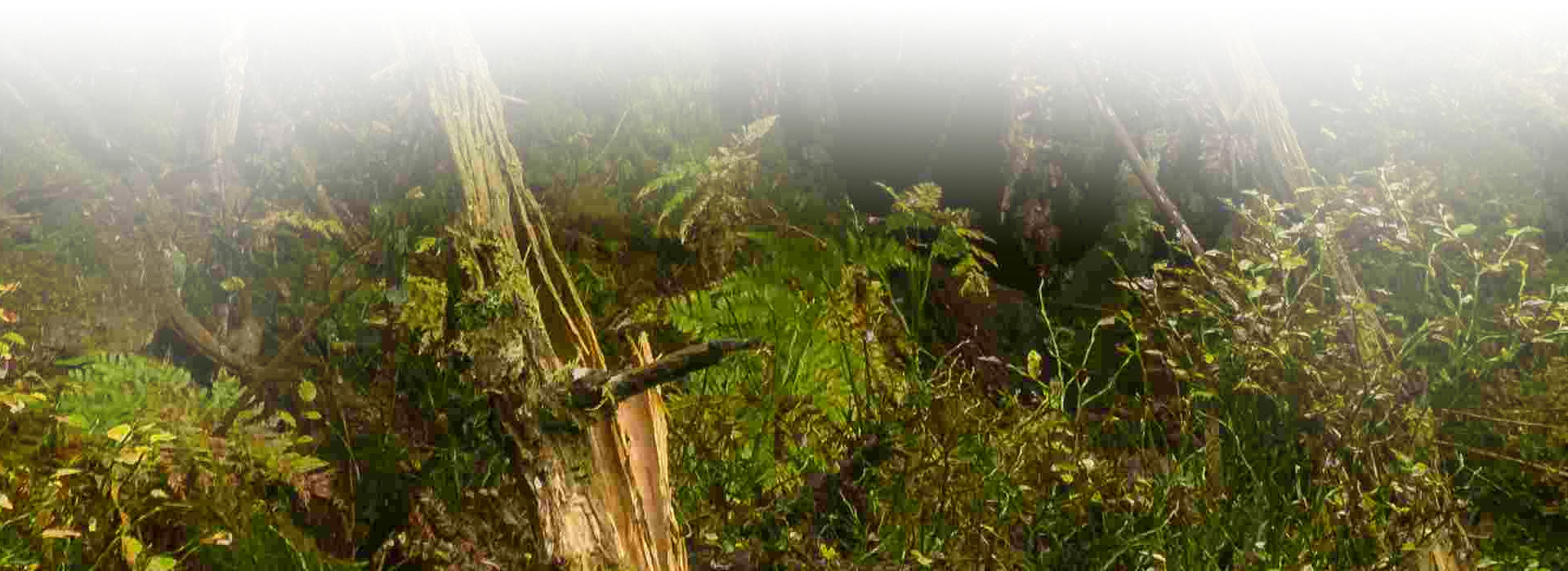 Natur, Natur sein lassen © Luis Scheuermann (Nationalpark Schwarzwald)