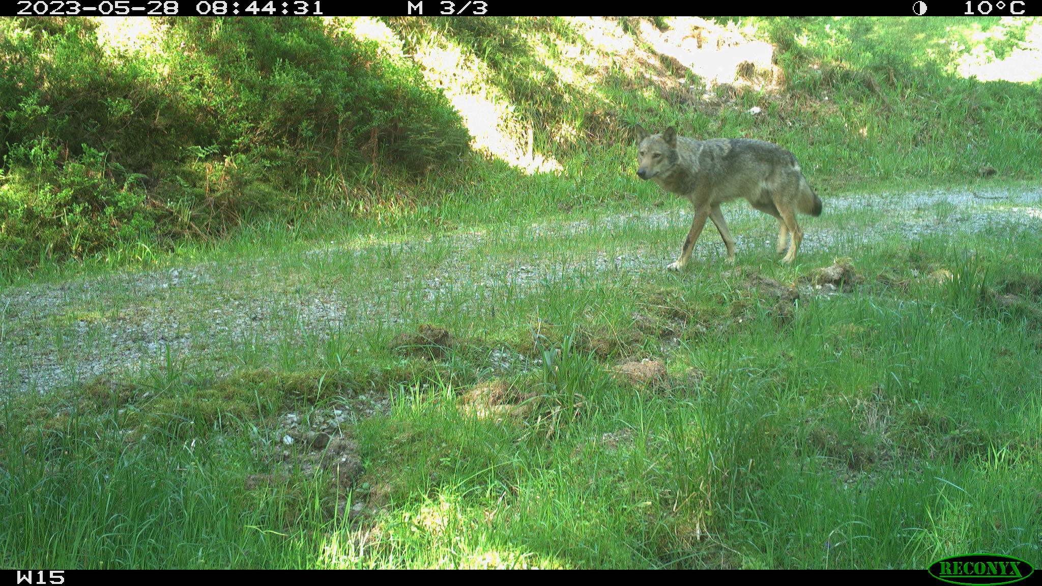 Foto eines Wolfes - ausgelöst durch die Lichtschranke einer Wildtierkamera © Nationalpark Schwarzwald Foto eines Wolfes - ausgelöst durch die Lichtschranke einer Wildtierkamera © Nationalpark Schwarzwald