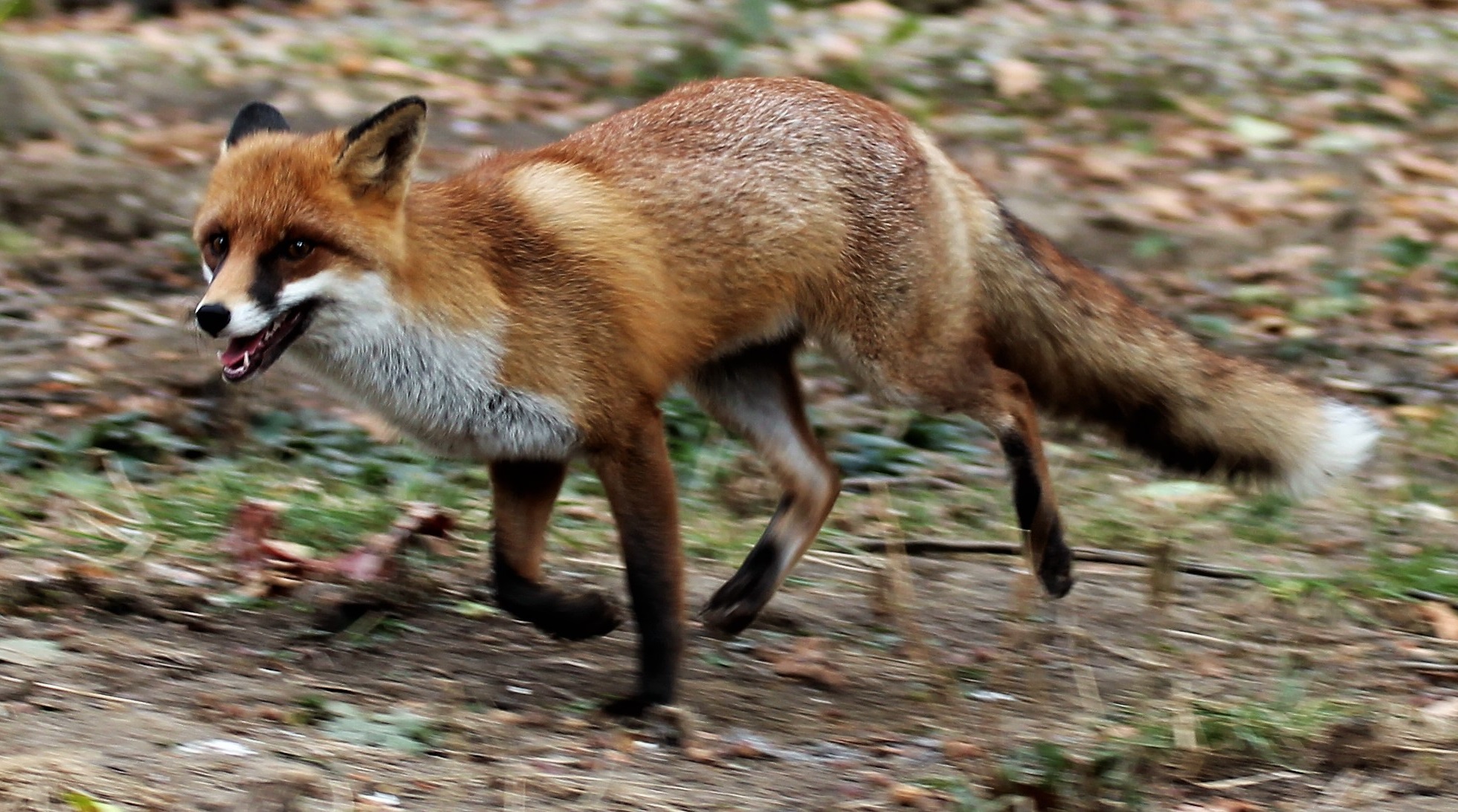 Rotfuchs © Peter Suerth (Nationalpark Schwarzwald)