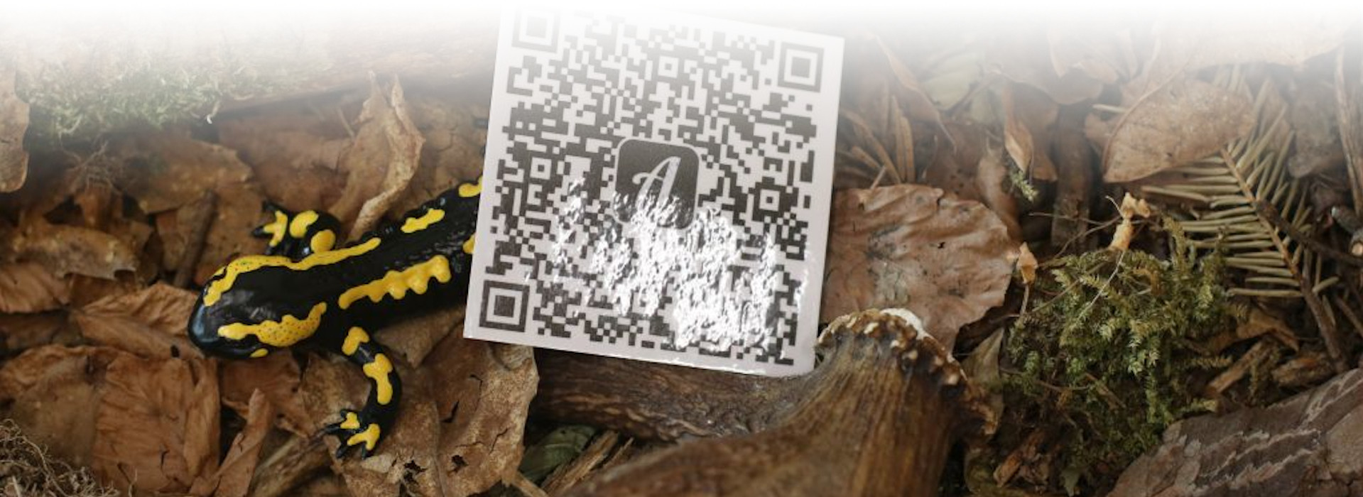 Mit dem QR-Code beginnt das Abenteuer © Matthias Eberspächer (Nationalpark Schwarzwald)