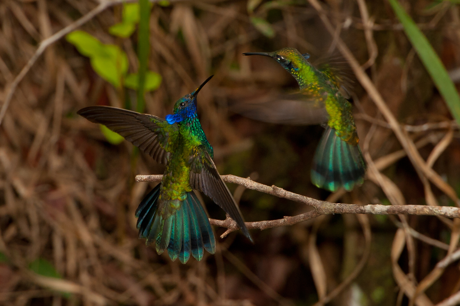 Tanzende Kolibris © Luis Scheuermann (Nationalpark Schwarzwald)