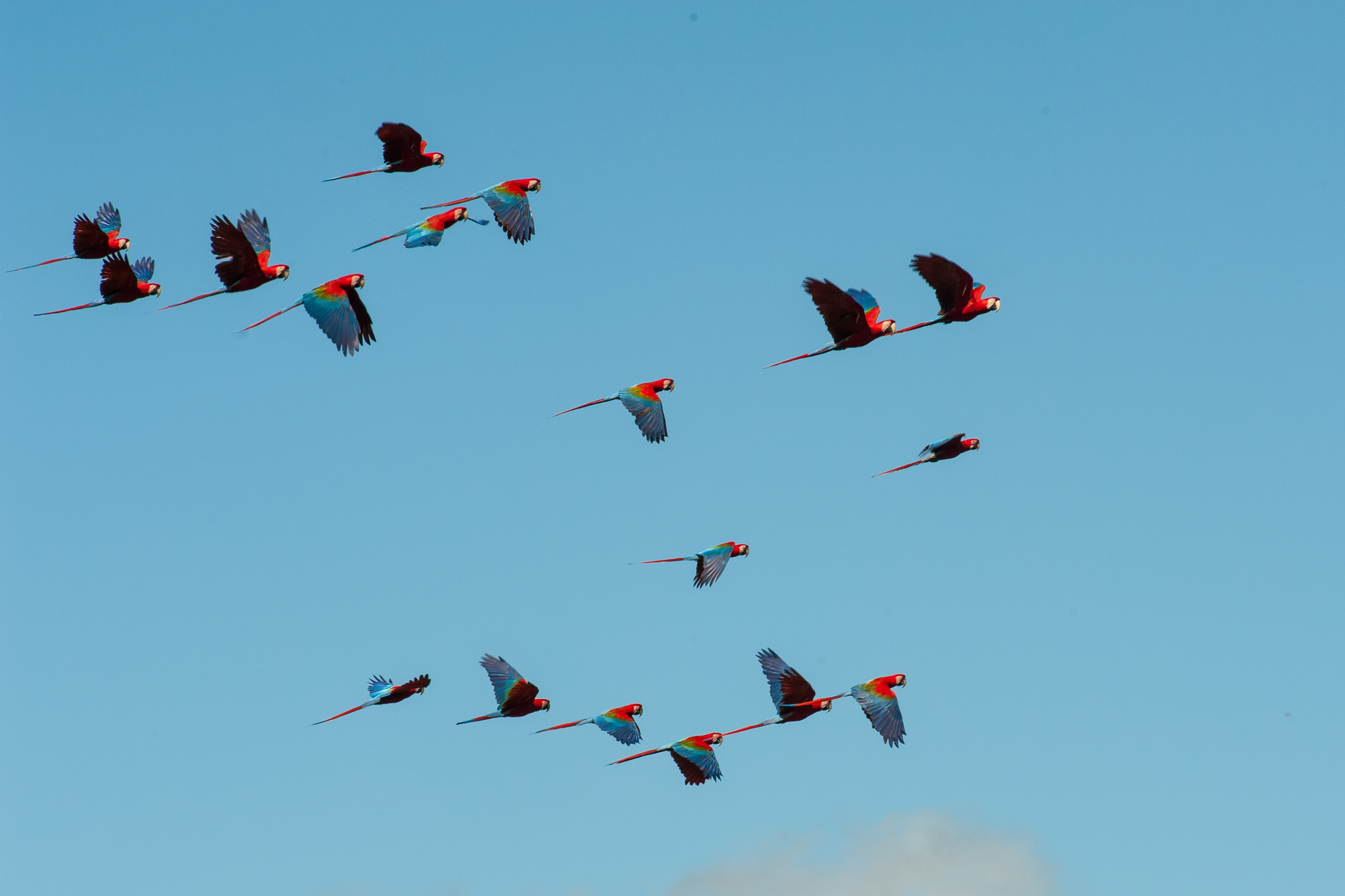 Aras im tropischen Regenwald © Luis Scheuermann (Nationalpark Schwarzwald)