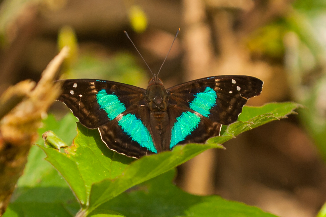 Tropische Schmetterlingsart © Luis Scheuermann (Nationalpark Schwarzwald)