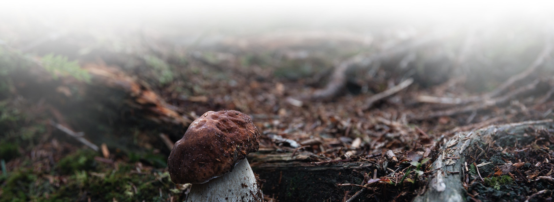Steinpilz auf Waldboden wachsend © Benedikt Huck (Nationalpark Schwarzwald)