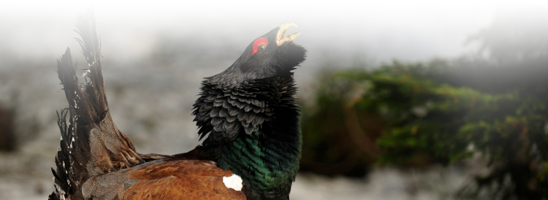 Auerhahn bei der Balz © Luis Scheuermann (Nationalpark Schwarzwald)