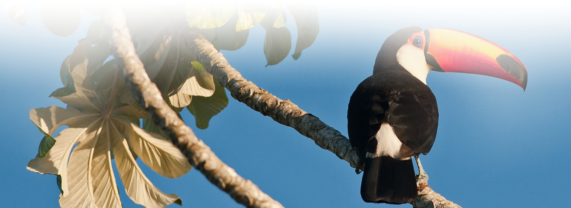 Riesentukan im tropischen Regenwald © Luis Scheuermann (Nationalpark Schwarzwald)