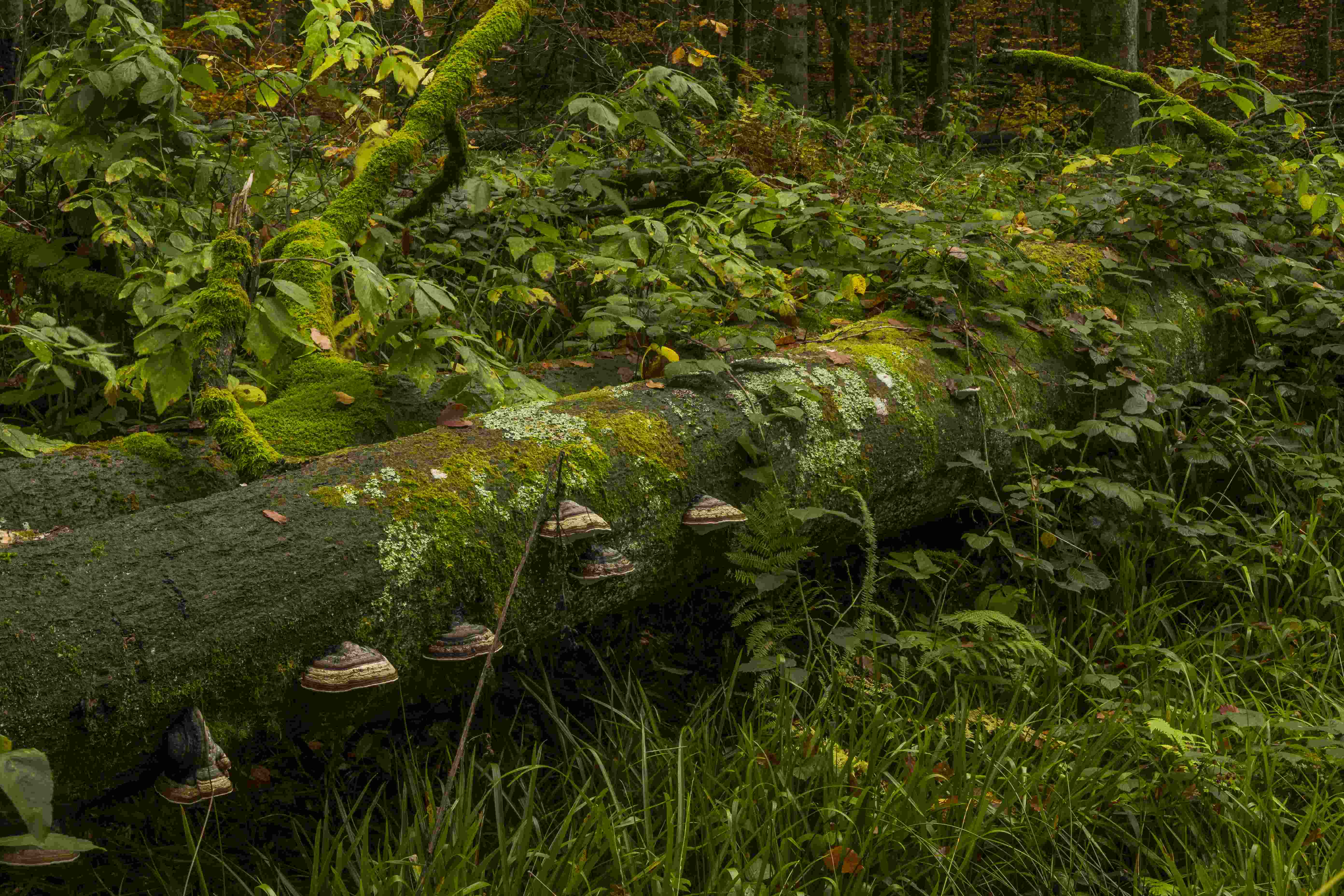 Baumpilze © Luis Scheuermann (Nationalpark Schwarzwald)