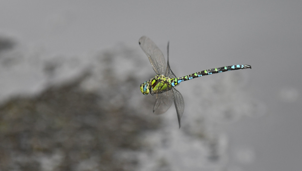 Blaugrüne Mosaikjungfer-Libelle © Walter Finkbeiner (Nationalpark Schwarzwald)