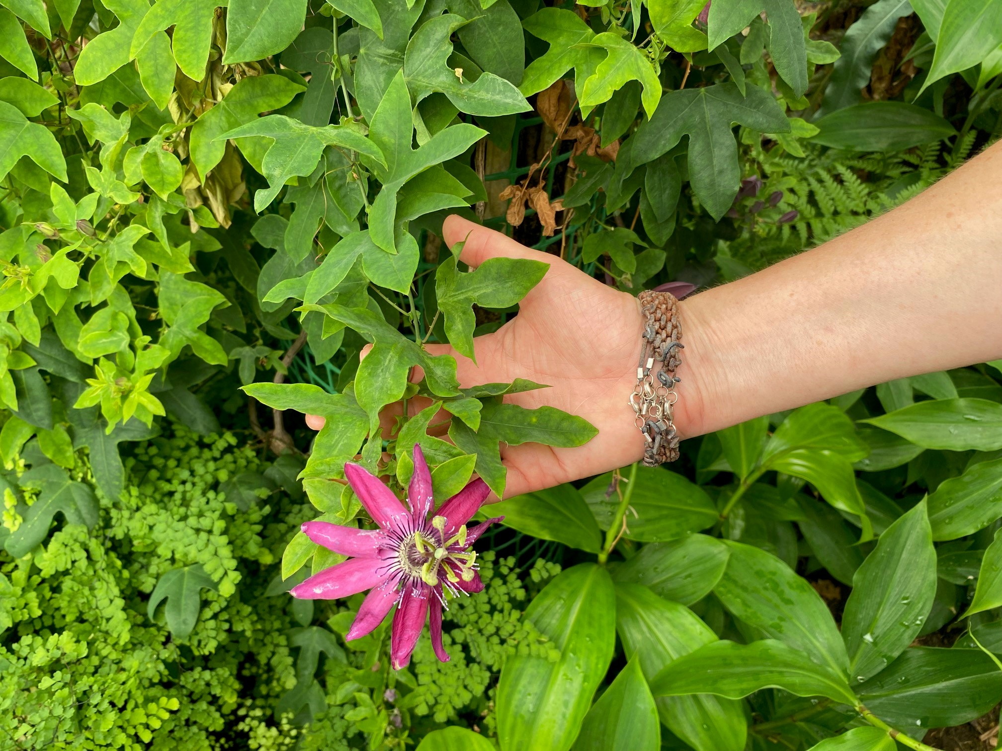 Blüte der Passionsblume © Ulrike Unser (Nationalpark Schwarzwald)
