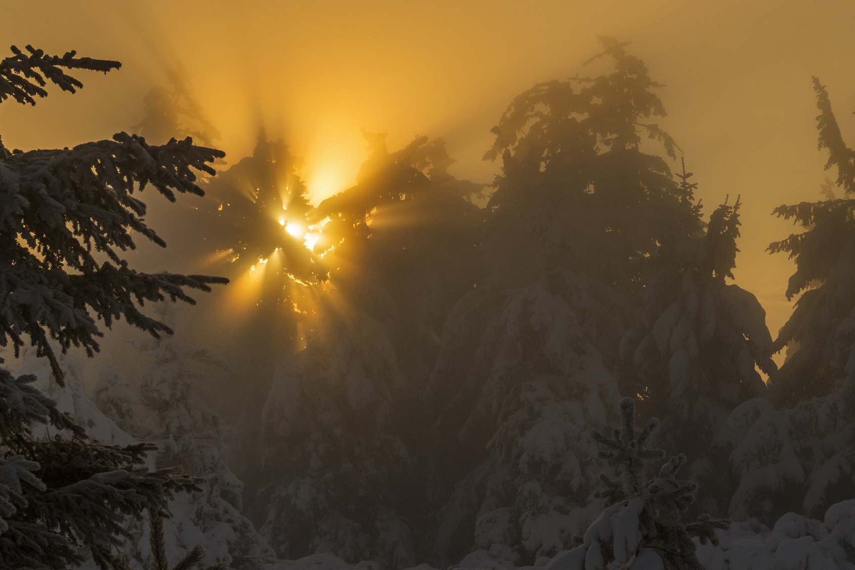 Morgennebel im Winter © Luis Scheuerman Nationalpark Schwarzwald