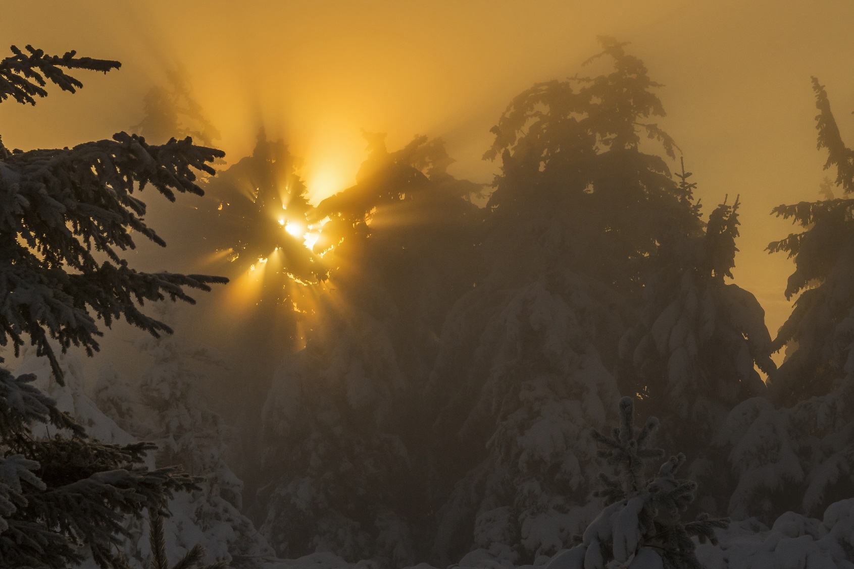 Morgennebel im Winter © Luis Scheuerman Nationalpark Schwarzwald Morgennebel im Winter © Luis Scheuerman Nationalpark Schwarzwald