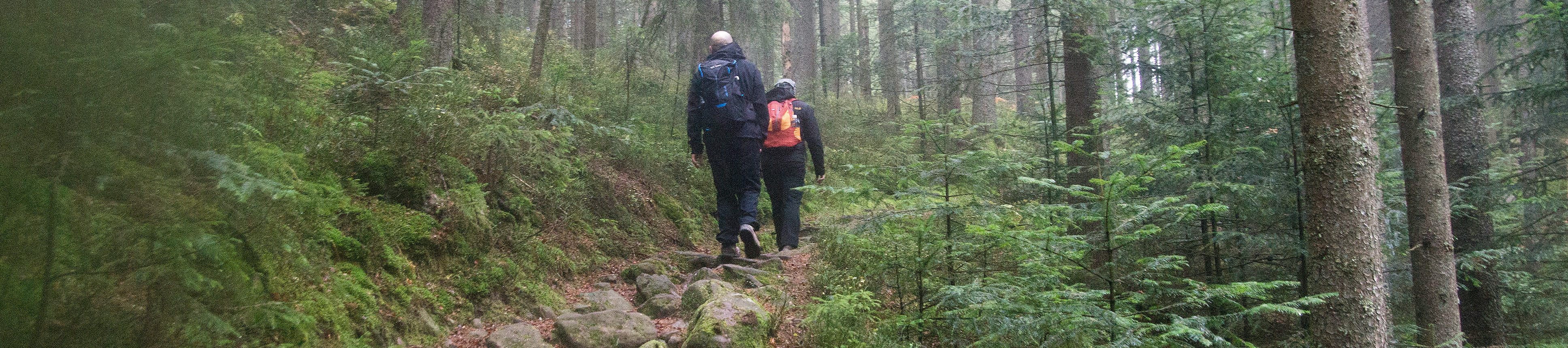 Zwei Personen wandern über einen naturbelassenen Wanderweg im Nationalpark Schwarzwald