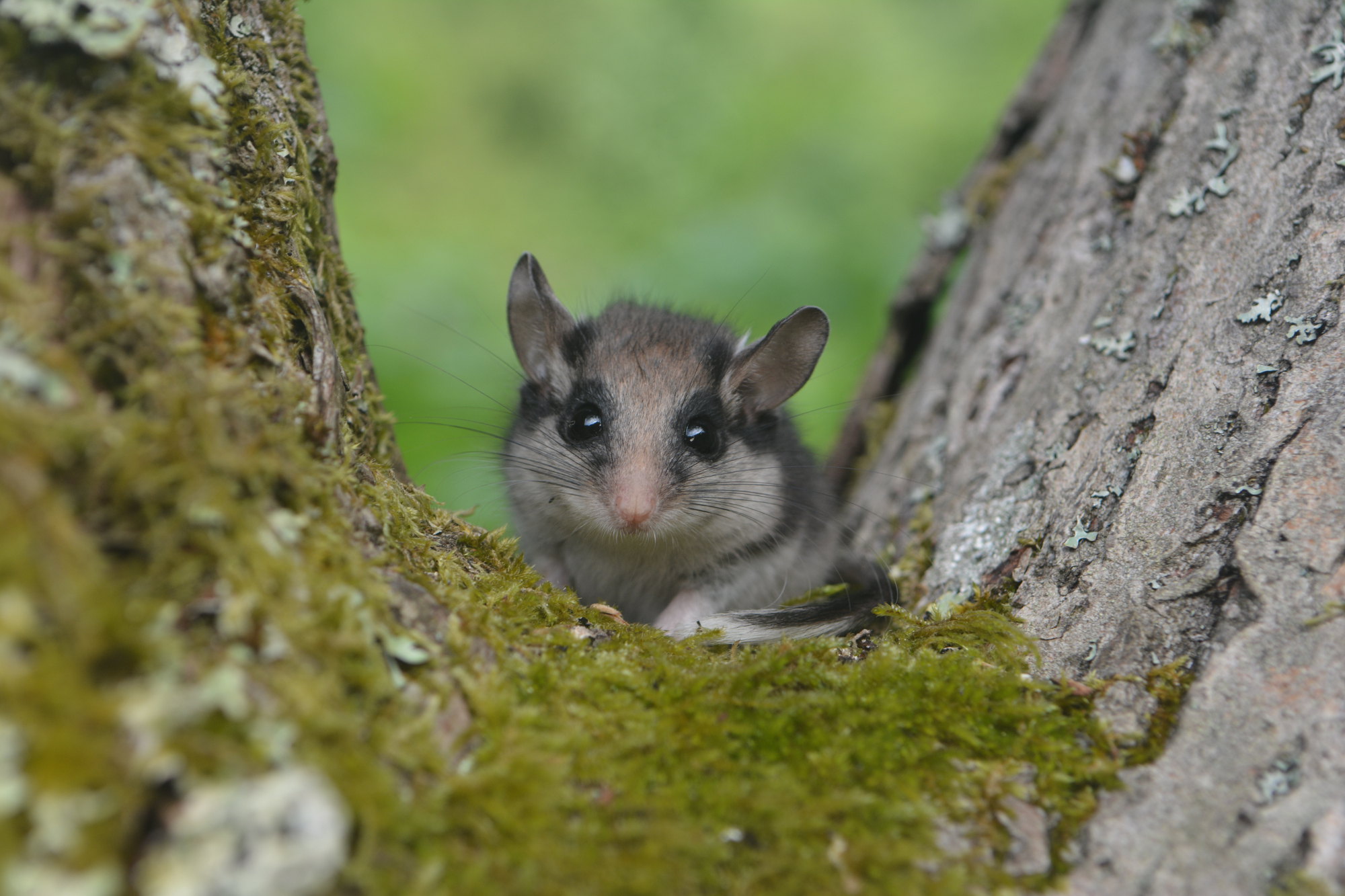 Gartenschläfer. © Charly Ebel (Nationalpark Schwarzwald) Ein kleines, mausartiges Nagetier mit bräunlich-grauem Fell und schwarzen Knopfaugen, das in die Kamera schaut.