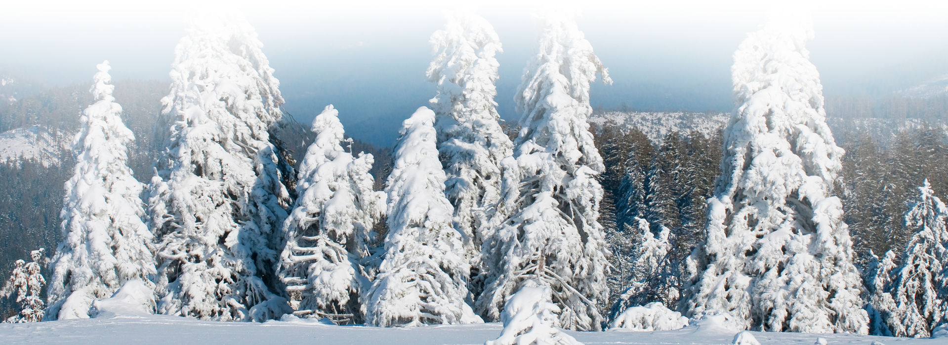 Aus einer geschlossenen Schneedecke, die sehr dick zu sein scheint, ragen ein paar verschneite Nadelbäume empor. Sie tragen auch große Schneelast und biegen sich unter dem Gewicht. Der Himmel darüber ist blau - hinter den Bäumen geht es in ein weites, tiefes Tal, der Horizont ist kaum erkennbar.