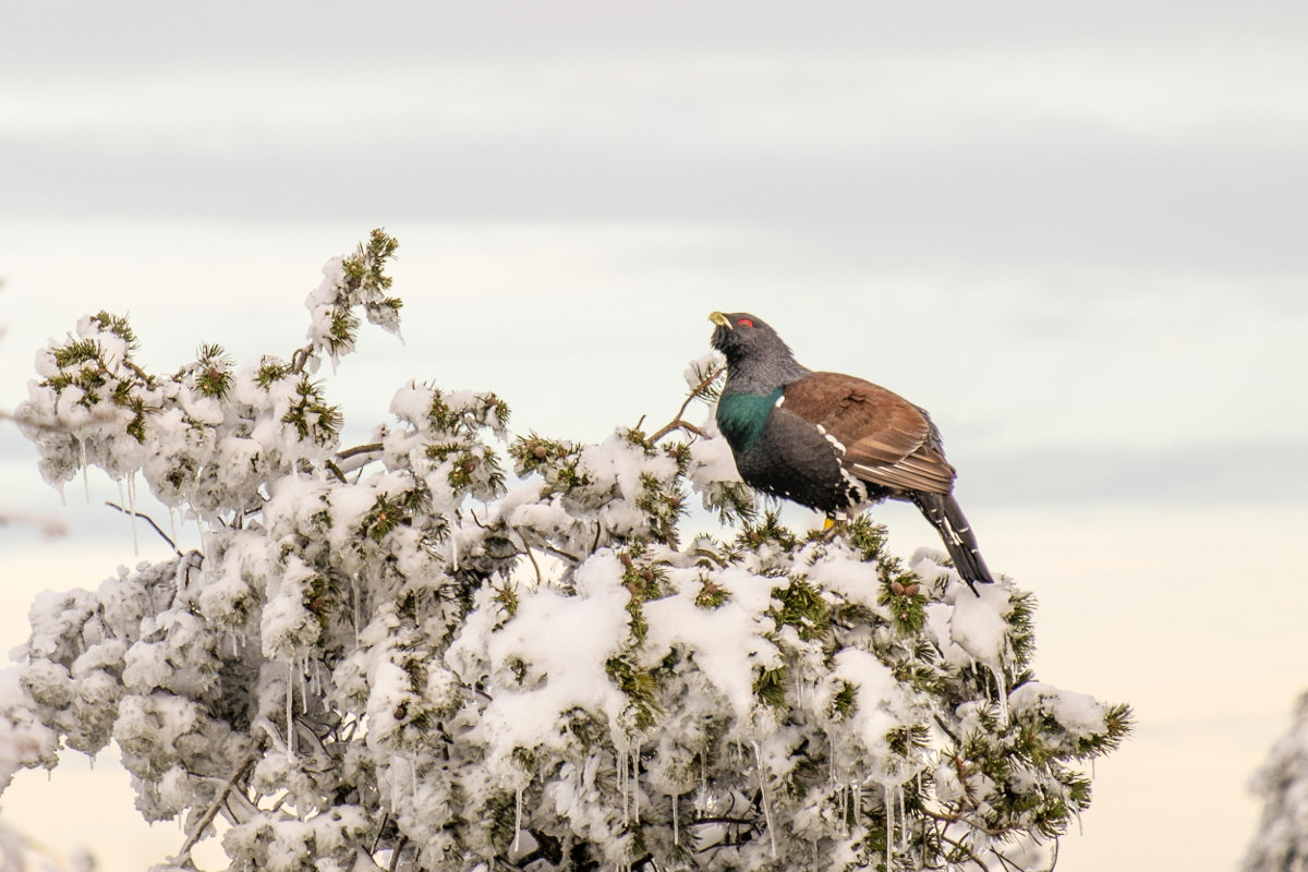 Krone eines verschneiten Nadelbaums vor einem milchig-weißen Winterhimmel. Auf einem Ast sitzt ein großer hühnerartiger Vogel mit schwarzem  Kopf, roten Augenwülsten, grün schillerndem Halsgefieder und braun-schwarz gefleckten Flügeln. 